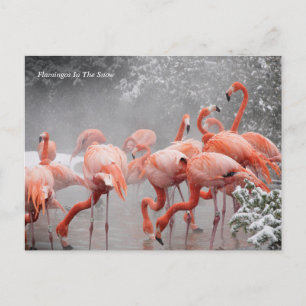 スミソニアン Flamingos In The Snow ポストカード