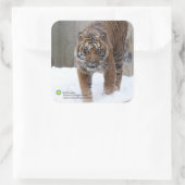 スミソニアン | Sumatran Tiger Damai スクエアシール (バッグ)