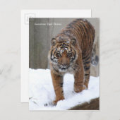 スミソニアン | Sumatran Tiger Damai ポストカード (正面/裏面)