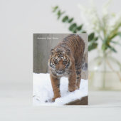 スミソニアン | Sumatran Tiger Damai ポストカード (スタンド正面)