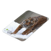 スミソニアン | Sumatran Tiger Damai マグネット (左側)