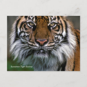 スミソニアン   Sumatran Tiger Soyono ポストカード