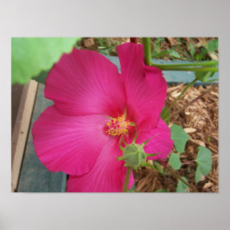 スミティの花 ポスター