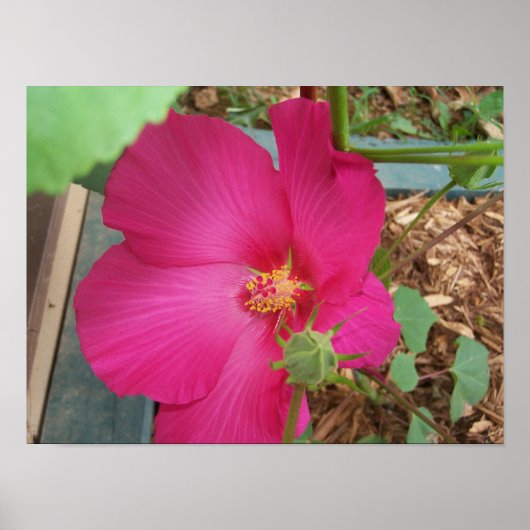 スミティの花 ポスター (正面)