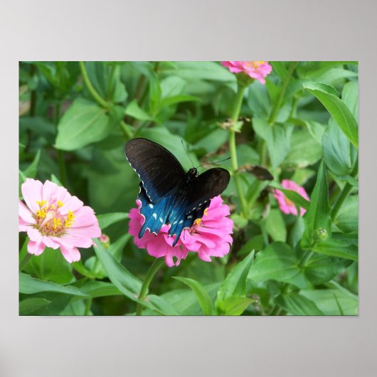 スミティズバタフライワン ポスター (正面)