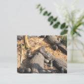 スミリン・アリゲーター ポストカード (スタンド正面)