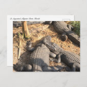 スミリン・アリゲーター ポストカード (正面/裏面)