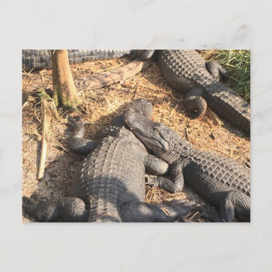 スミリン・アリゲーター ポストカード (正面)