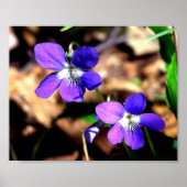 スミレが苦手 ポスター (正面)