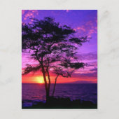 スミレとピンクのサンセットツリー ポストカード (正面)