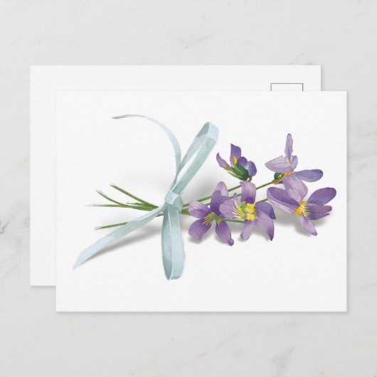 スミレのはがき ポストカード (正面/裏面)