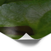 スミレの甘い花のラディバグ ポスター (コーナー)