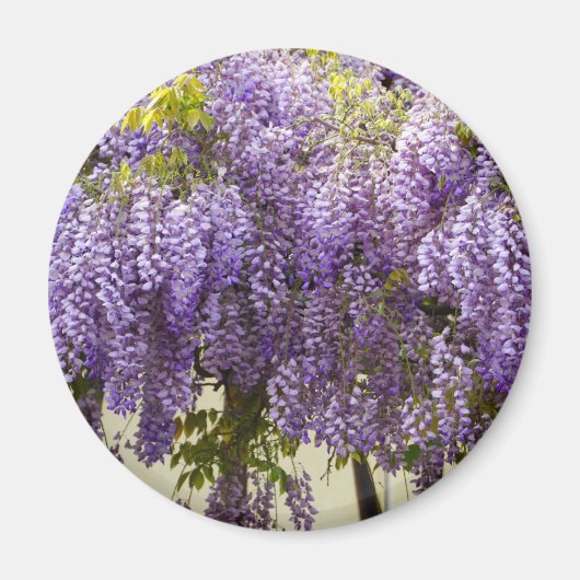 スミレの藤の花 マグネット (正面)