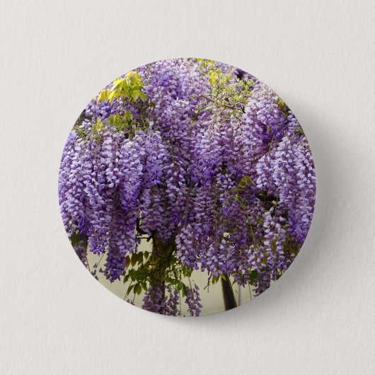 スミレの藤の花 缶バッジ (正面)