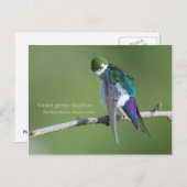 スミレグリーンツバメ ポストカード (正面/裏面)