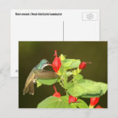 スミレ色の冠を持つx広いくちばしを持つハチドリ ポストカード (正面/裏面)