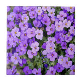 スミレ タイル (正面)