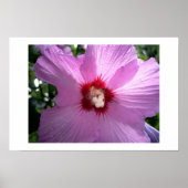 スミレ ポスター (正面)