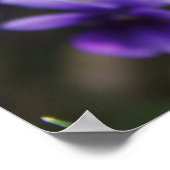 スミレ ポスター (角)