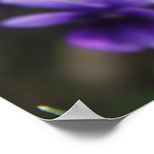 スミレ ポスター (角)