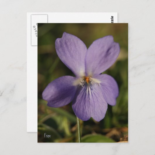 スミレ ポストカード (正面/裏面)