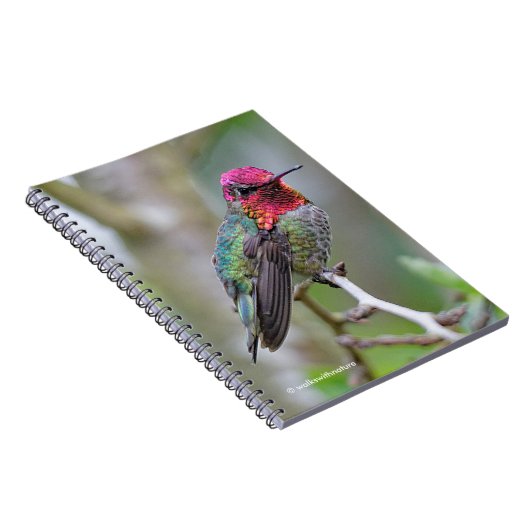 スモモの木のオスのアナの素晴らしいハチドリ ノートブック (右側)