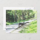 スモーキーの野生#72 ポストカード (正面/裏面)