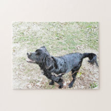 スモーキーは散歩パズルを待つ