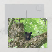 スモーキー山脈のクロクマの子熊の野生動物 ポストカード (正面/裏面)
