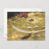 スモーキー食べ物を与えマウンテンクリークの水中マス ポストカード (正面/裏面)