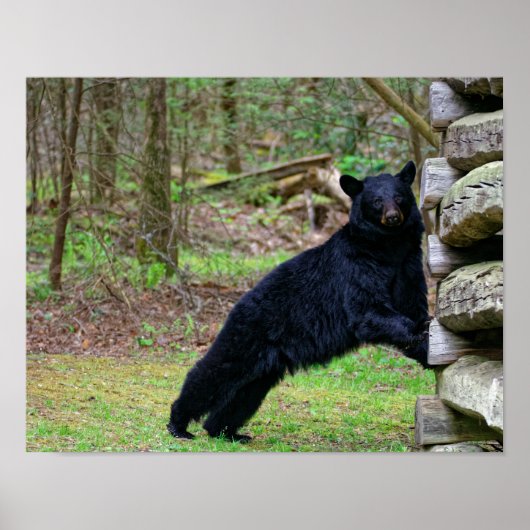 スモークの大きな黒いクマ ポスター (正面)