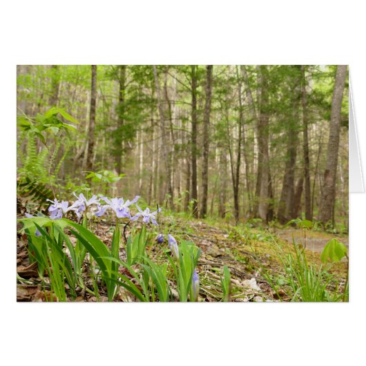 スモークマウンテントレイル春 (正面横)