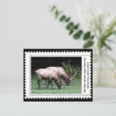 スモーク素晴らしの山 ポストカード (スタンド正面)