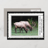 スモーク素晴らしの山 ポストカード (正面/裏面)