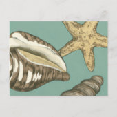 スモールシェルトリオオンティール(緑がかった色) ポストカード (正面)