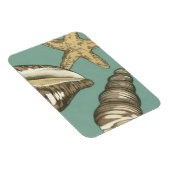 スモールシェルトリオオンティール（緑がかった色） マグネット (右側)