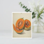 スライスされたカンタロープメロンイラストレーション ポストカード (スタンド正面)