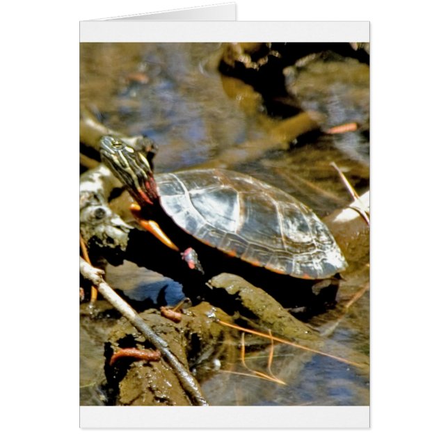 スライダーのカメ (正面)