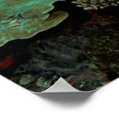 スラウェシ |アオウミガメ ポスター (角)