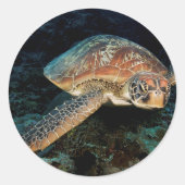 スラウェシ |アオウミガメ ラウンドシール (正面)