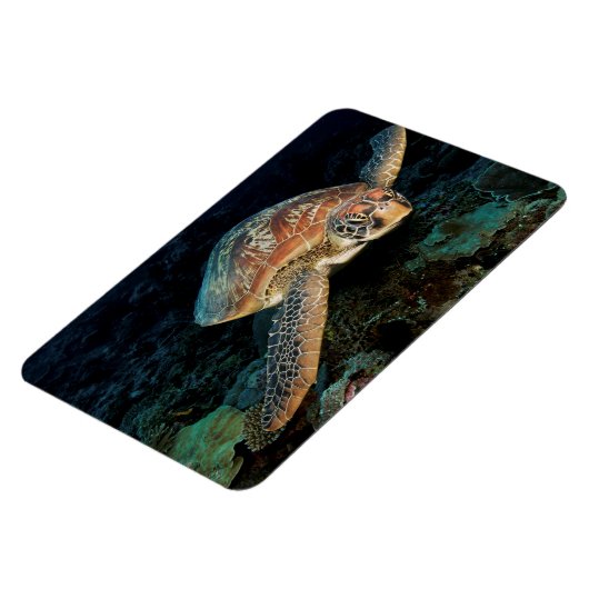 スラウェシ|アミガメ マグネット (左側)