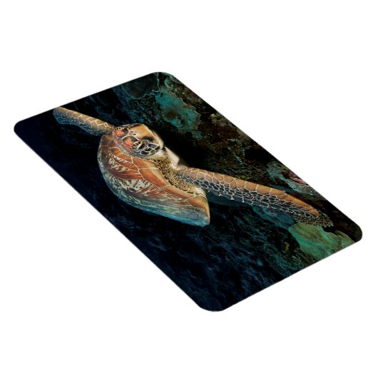 スラウェシ|アミガメ マグネット (右側)