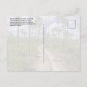 スラッシュ松の森、鋸歯状花、大きなヒノキNP ポストカード (裏面)