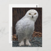 スリッパ用はがき ポストカード (正面/裏面)