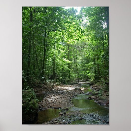 スリナムの森 ポスター (正面)