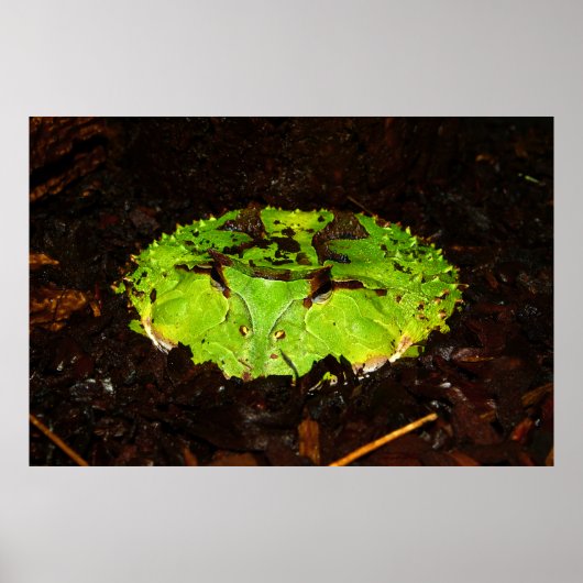 スリナムホーニングフロッグセラトフォリスコルヌタ ポスター (正面)