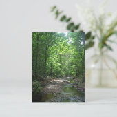 スリナム森はがき ポストカード (スタンド正面)