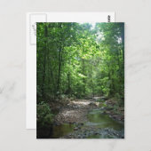 スリナム森はがき ポストカード (正面/裏面)