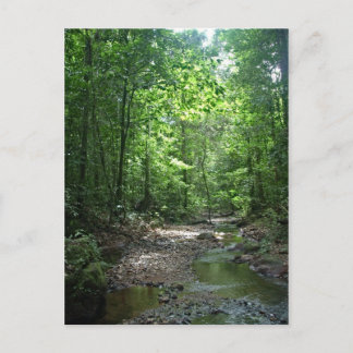 スリナム森はがき ポストカード