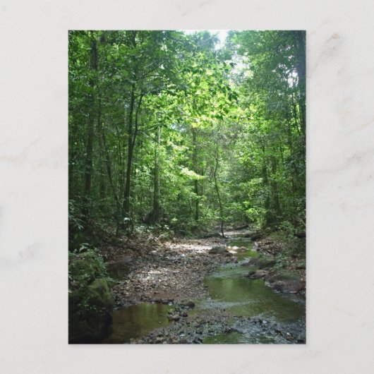 スリナム森はがき ポストカード (正面)